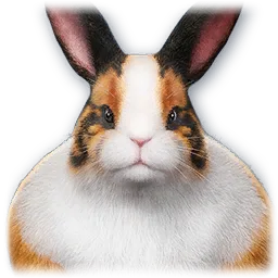 Snowfield Lagur