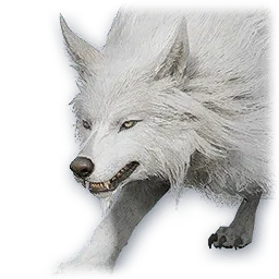 Snowfield Zaif