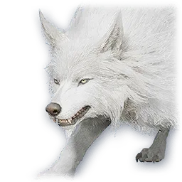 Young Snowfield Zaif